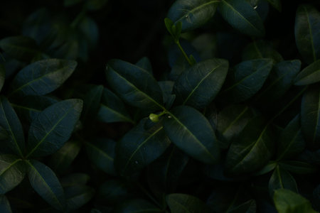 abstract dark green plant background, fuzzy background soft focus, place for text