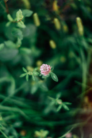 summer green abstract background, blurring and blurring, soft focusの写真素材