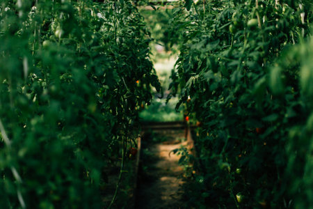 green cabbage kachan close-up, macro photographyの写真素材