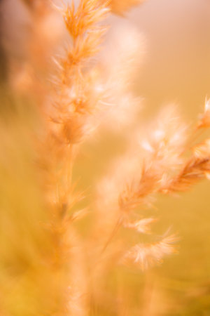 summer yellow abstract macro background of plants, soft focus focusingの写真素材