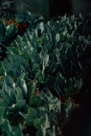 summer green abstract background, blurring and blurring, soft focusの写真素材