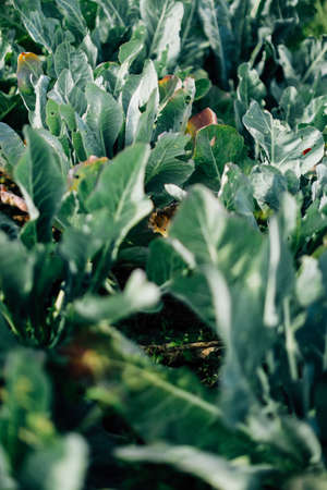 summer green abstract background, blurring and blurring, soft focusの写真素材