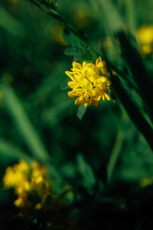 dark summer grass, soft focus