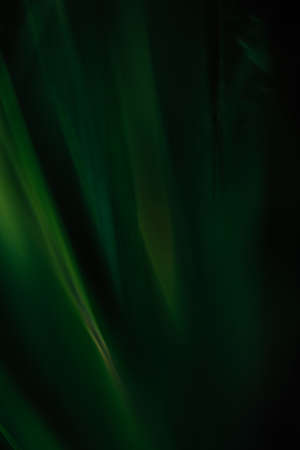 dark summer grass, soft focusの写真素材