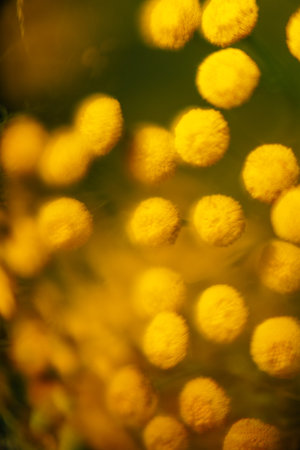 summer yellow abstract macro background of plants, soft focus focusing