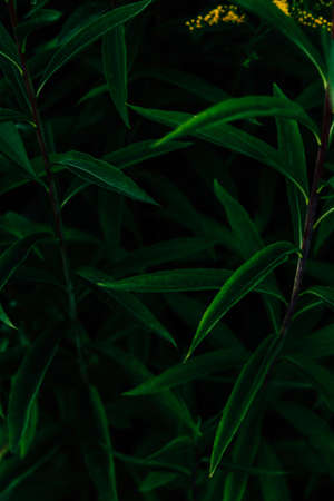 summer green leaf background, soft focus background, macro photography of plant foliageの写真素材