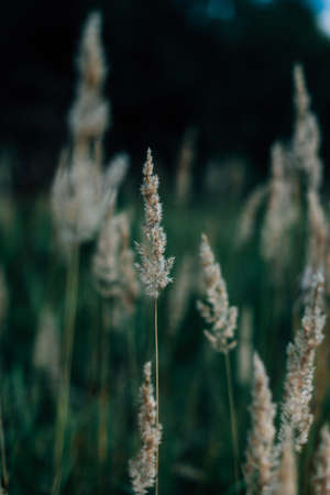 dark summer grass, soft focusの写真素材