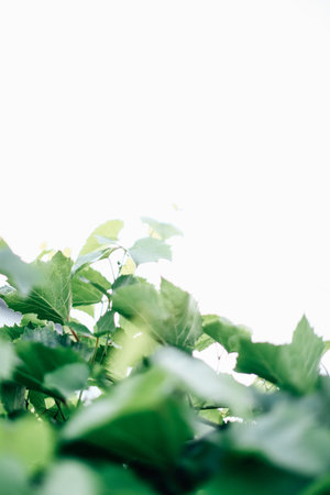 summer green leaf background, soft focus background, macro photography of plant foliage