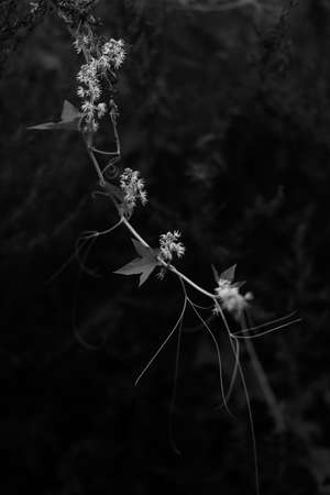 floral dark background, summer black and white plants in soft focus, space for textの写真素材