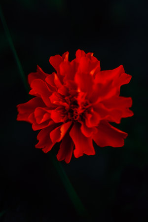 floral background Marigolds Tagetes close-up, beautiful minimalistic summer soft focusの写真素材