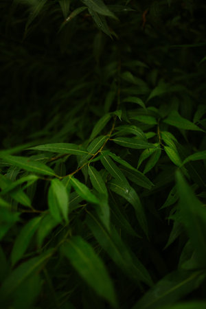 wet green leaves, dark soft focus background