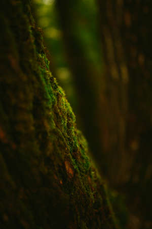the texture of green moss on a tree in a dense forest. soft focus background and beautiful blur at the backの写真素材