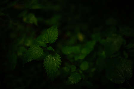 wet green leaves, dark soft focus backgroundの写真素材
