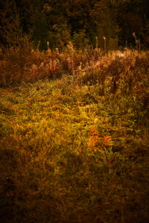 autumn foliage macro photography, soft focus backgroundの写真素材