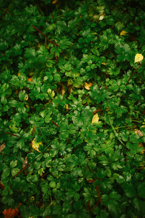 wet green leaves, dark soft focus background