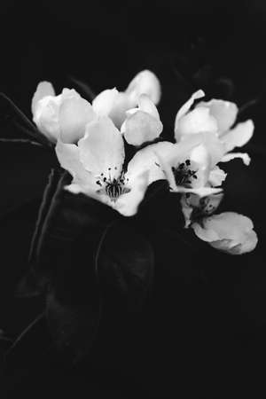 abstract black and white floral background, white flowers and soft focus, blurring and blurring of plant images, macro shootingの写真素材