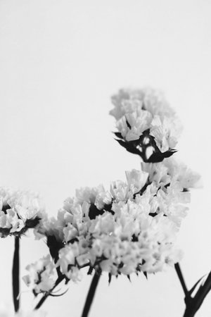 Branches of dried flowers and buds close-up. Abstract still life of flowers. Flat lay, top view. Copy space for text.の写真素材