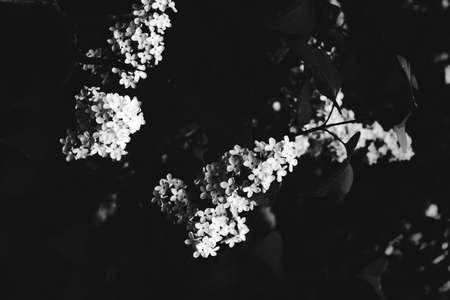 abstract black and white floral background, white flowers and soft focus, blurring and blurring of plant images, macro shootingの写真素材
