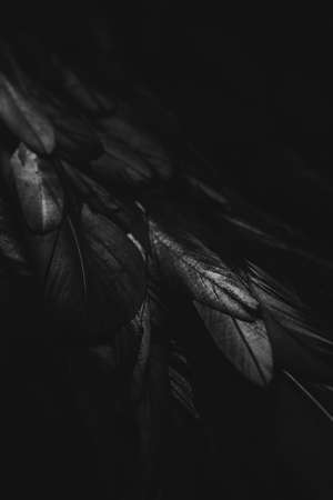 Abstract background of black feathers, flat lay, top view. Copy space for text.の写真素材
