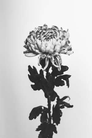 Branches of dried flowers and buds close-up. Abstract still life of flowers. Flat lay, top view. Copy space for text.の写真素材