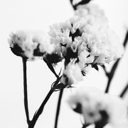 Branches of dried flowers and buds close-up. Abstract still life of flowers. Flat lay, top view....