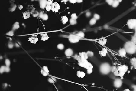 Branches of dried flowers and buds close-up. Abstract still life of flowers. Flat lay, top view. Copy space for text.の写真素材