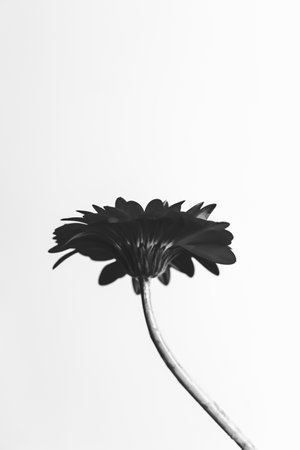 black gerbera on a white background. abstract fuzzy plant backgroundの写真素材
