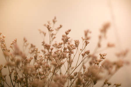abstract landscape of plants on snow, strong soft focus and blurred imagesの写真素材