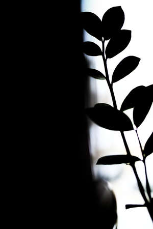 silhouettes of trees against the winter skyの写真素材