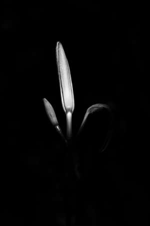 abstract black and white background of lilies, contrasting image with noisesの写真素材