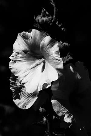 beautiful and simple black and white background of plants and flowersの写真素材