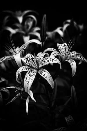abstract black and white background of lilies, contrasting image with noisesの写真素材
