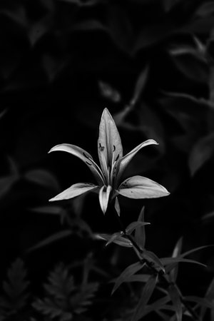 abstract black and white background of lilies, contrasting image with noisesの写真素材