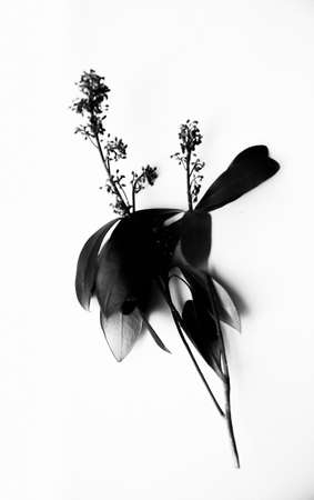 beautiful and simple black and white background of plants and flowersの写真素材