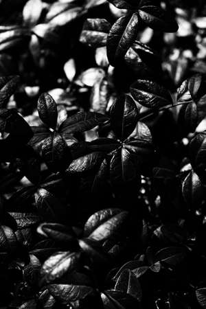 beautiful and simple black and white background of plants and flowersの写真素材
