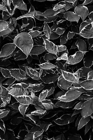beautiful and simple black and white background of plants and flowers