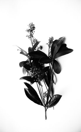 beautiful and simple black and white background of plants and flowers