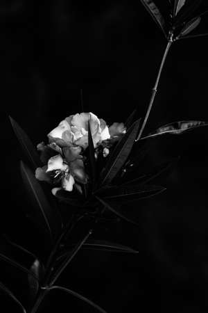 beautiful and simple black and white background of plants and flowersの写真素材