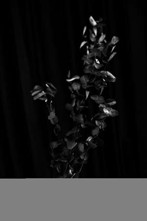 beautiful and simple black and white background of plants and flowersの写真素材