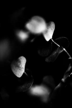 black and white eucalyptus, abstract image, fuzzy and noisy photo of dried flowersの写真素材
