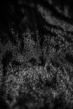 mink fur coat close-up, black mink fur close-up, highlights on natural woolの写真素材