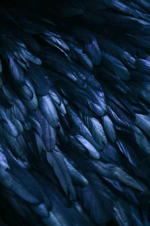abstract background of dark feathers, rainbow highlights on the plumageの写真素材