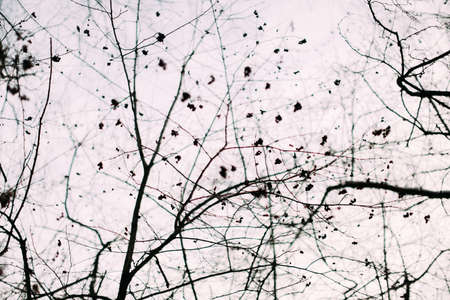 Tree branches and the sky in winterの写真素材