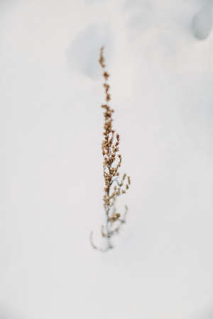 Small particles of a plant on white snowの写真素材