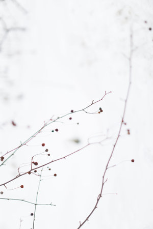 Small particles of a plant on white snow