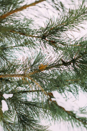 Coniferous long needles of a winter treeの写真素材