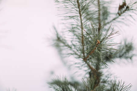 Coniferous long needles of a winter treeの写真素材