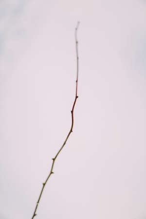 Small particles of a plant on white snowの写真素材