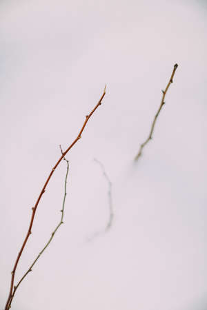 Small particles of a plant on white snowの写真素材