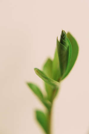 Natural background from green plants, colored textures of nature, soft focus backgroundの写真素材